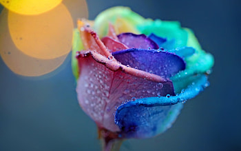 Plants, Flowers, Roses, Drops HD wallpaper