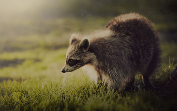 Animals, Grass, Shadow, Animal, Interest, Raccoon HD wallpaper