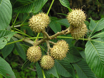 Buckeye Tree, Ohio pride, Purdue Fort Wayne, Woody perennial HD wallpaper