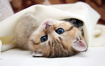Animals, Cats HD wallpaper