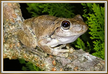 LOVELY FROG, NATURE, FROG, LOVELY HD wallpaper