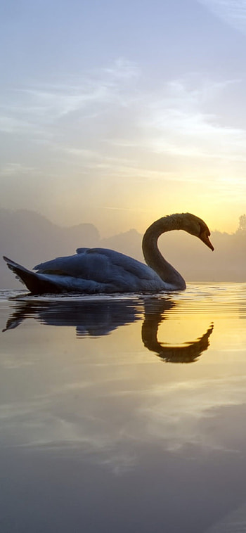 Swan Lake , XS 10, x , Swan lake HD phone wallpaper