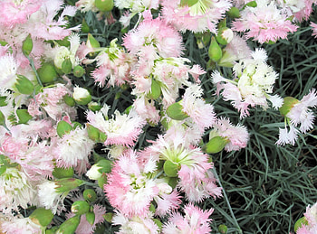 Flowers, Carnations, Greens, Garden, Gentle, Delicate, Terry HD wallpaper