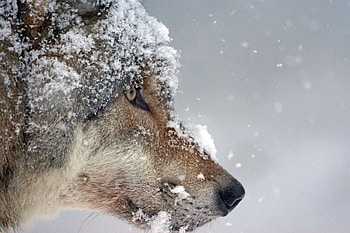 Animals, Snow, Muzzle, Predator, Wolf HD wallpaper