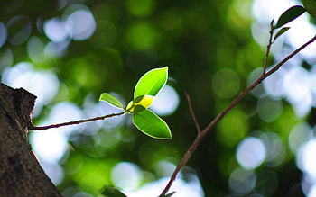Leaves, Plant, Macro, Shine, Light, Branch HD wallpaper
