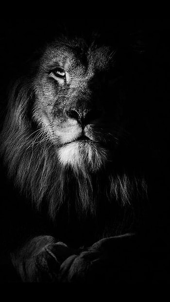 Black Lion, Black Theme HD phone wallpaper