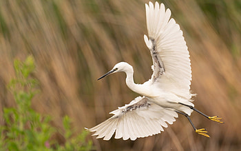 Egret, flight, animal, bird HD wallpaper