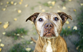 Animals, Dog, Muzzle, Friend, Pitbull, Pit Bull HD wallpaper