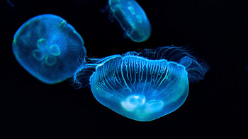 Glowing jellyfish, Luminous marine life, Captivating creatures, Radiant beauty HD wallpaper