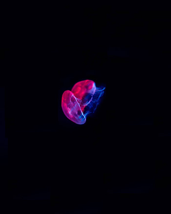 Colored jellyfish, pink-blue glow, minimal HD phone wallpaper