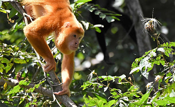 Howler Monkey, Costa Rica's enigma, Orange-coated mystery, Rainforest symphony HD wallpaper