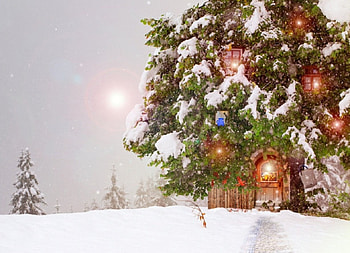 Christmas, winter, graphy, wonderful, snowflakes, snowflake, snow, trees, , sun, cold, beautiful, tree, nature, sky, lovely, splendor, ice HD wallpaper