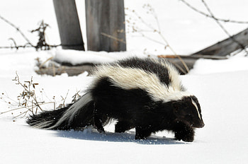 Animals, Snow, Path, Stroll, Trail, Skunk HD wallpaper