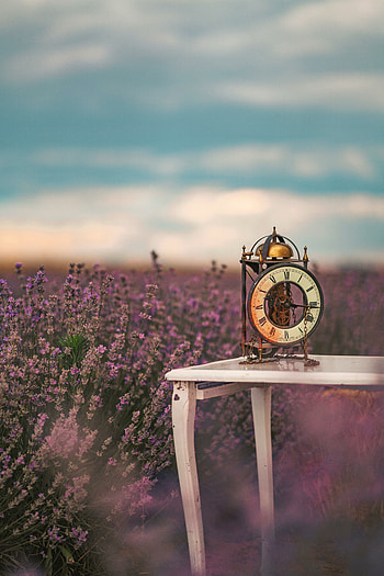 Flower field, lavender farm, clock, nature HD phone wallpaper