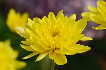 Yellow flowers, spring, close up HD wallpaper