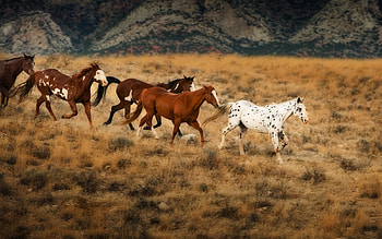 Wild horses, animal, dom, run, horse HD wallpaper