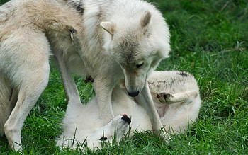 Animals, Wolfs, Grass, Couple, Pair, Game, Two HD wallpaper