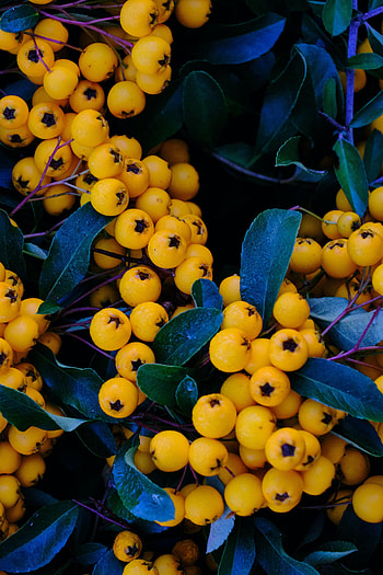Berries, Macro, Bunch, Rowan HD phone wallpaper