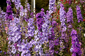 Flowers, Lilac, Purple, Polyana, Glade, Dolphinium, Delphinium, High HD wallpaper