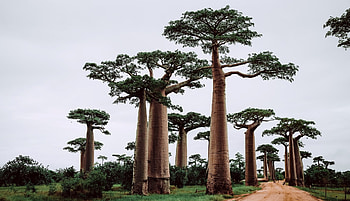 Conflict in Madagascar, Organized Crime, Security Risk, Social Climate HD wallpaper