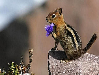 Sprucing up my place, purple, stripes, white, black, brown, chipmunk, flower, rock HD wallpaper