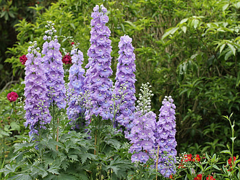 Flower, plant, beautiful, nature HD wallpaper