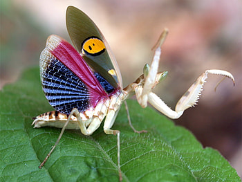 BLUE WING MANTIS, wings, white, bug, predator, insect, macro HD wallpaper