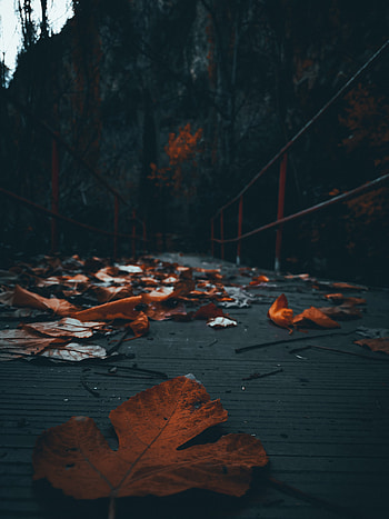 Autumn, Gökyüzü, Turuncu, Sonbahar, Manzara, Doğa HD phone wallpaper