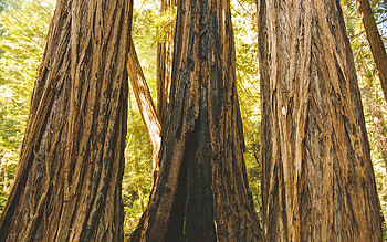 Yosemite Forest, Redwood tree HD wallpaper