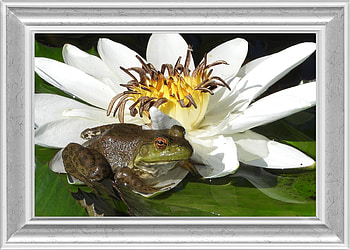 FRAMED FROGS, FROG, NATURE, FRAMED HD wallpaper