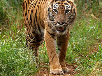 Tiger, tigers, animals HD wallpaper