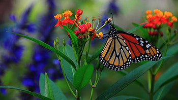 Butterfly feeding, Butterfly, Multicoloured, Flower, Feeding HD wallpaper