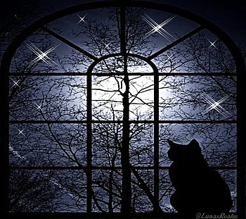 The Cat in the Night, pagan, night waiting, window of the night, cat, wiccan HD wallpaper
