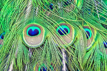Feather, Macro, Beautiful, Peacock HD wallpaper
