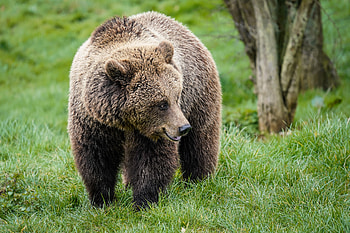 Animals, Sweetheart, Nice, Head, Brown Bear HD wallpaper