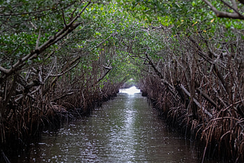 Things to do, Florida Everglades, National park visit, Outdoor activities HD wallpaper