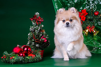 Christmas, Pomeranians HD wallpaper