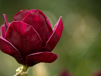 Scarlet Magnolia, plant, unusual, pretty, green, nature, scarlet, spring, magnolia HD wallpaper