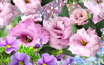 Beautiful Flowers, Petunias, Flowers, Eustoma, Pink HD wallpaper