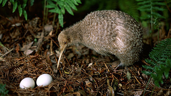 Kiwi , Background HD wallpaper