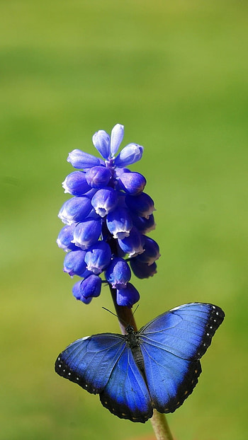 Blue Butterfly, Adorable Lock Screen HD phone wallpaper