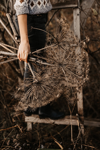 Plants, Hand, Miscellanea, Miscellaneous, Bouquet, Dry HD phone wallpaper