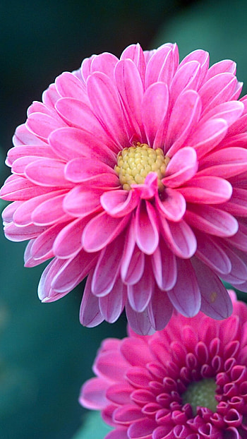 Dahlia, Pink Flower HD phone wallpaper