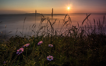 Sunset over lake, cosmos, flower, lake, sunset HD wallpaper