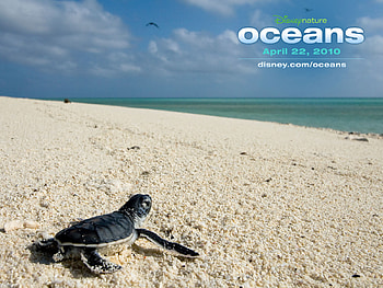 Disney, Movie, Oceans, Baby Animal, Oceans (Movie), Turtle HD wallpaper