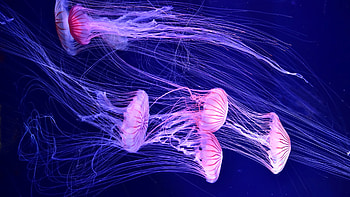 Jellyfish , Glow underwater, Shimmering neon, Pink surrealism HD wallpaper