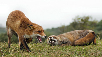 Animals, Grass, Fox, Aggression, Couple, Pair, Fight HD wallpaper