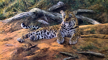 Nature art leopard, African beauty HD wallpaper