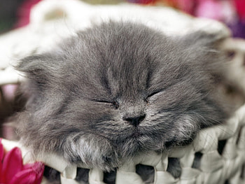 Animals, Kitty, Kitten, Muzzle, Sleep, Dream HD wallpaper