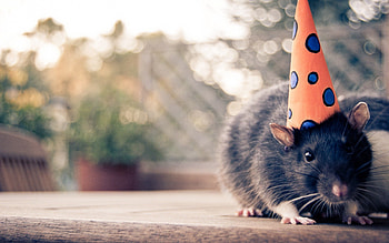 Animals, Cap, Mouse, Rodent, Hat HD wallpaper